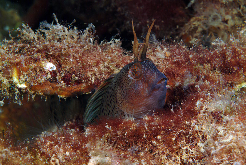 Uno scrigno pieno di vita-Parablennius tentacularis 14-06-09